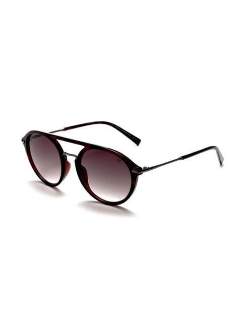 french connection fc7567 brown gradient round sunglasses